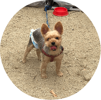 ペット同伴の旅